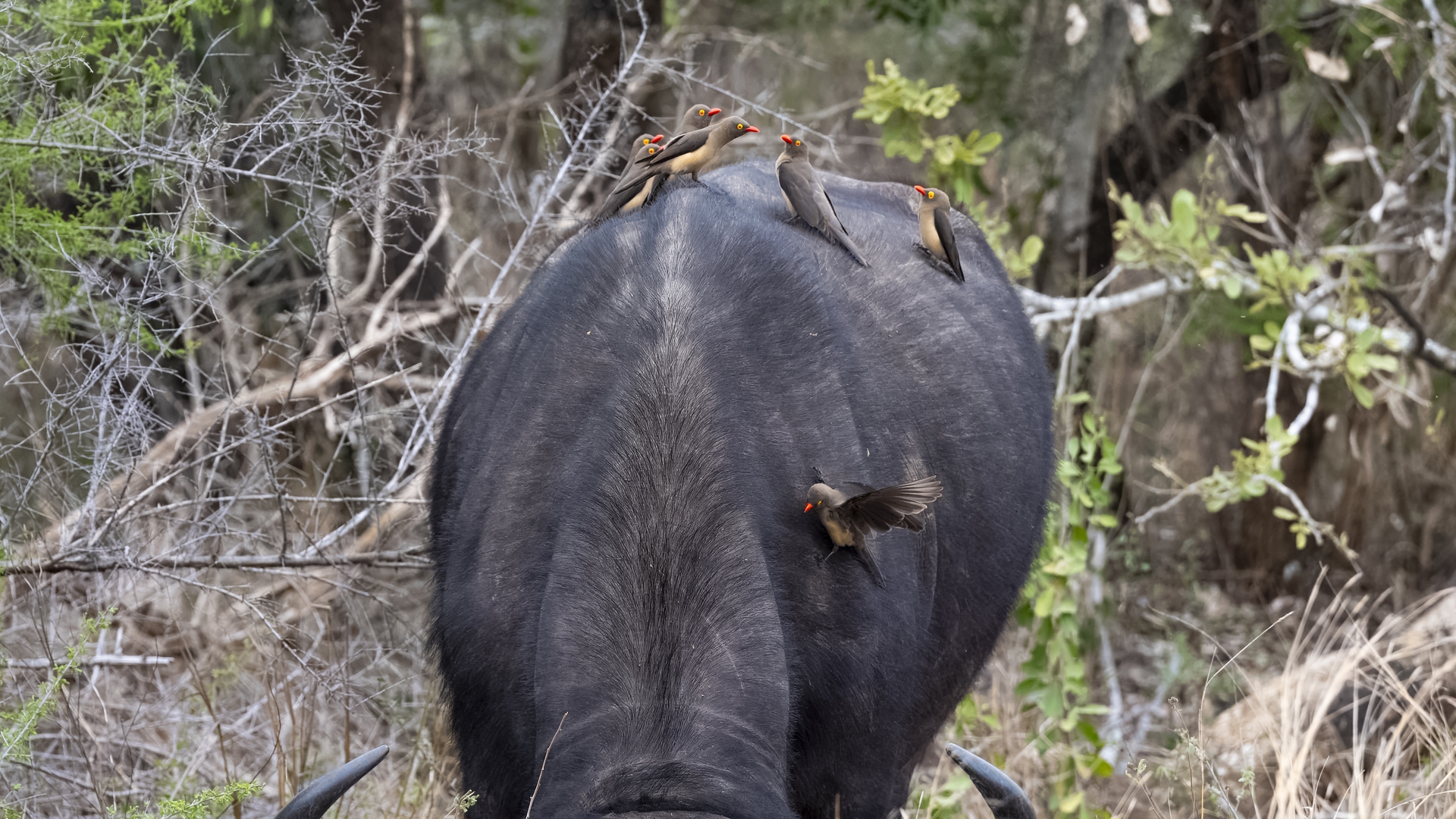 Kruger25 2025 10 28 13 57 26 ILCE 9M3 524